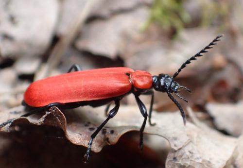 Réf. 209 775 : Pyrochroa coccinea
